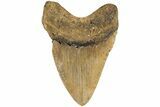 Fossil Megalodon Tooth - North Carolina #200237-2